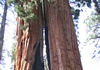 Riesenmammutbaum (Sequoiadendron giganteum)