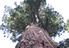 voluminösester lebender Baum der Erde
